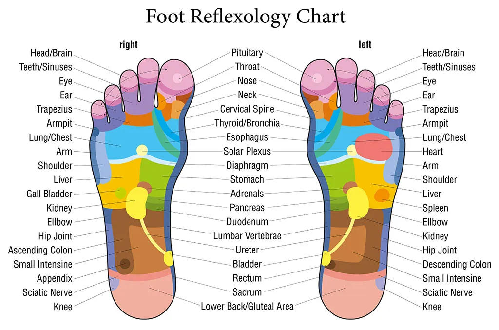 foot tendon and ligament chart